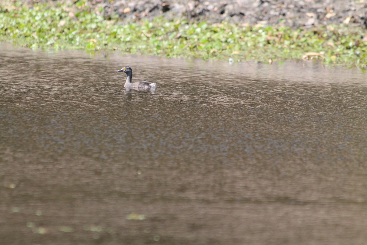 Least Grebe - ML360754061