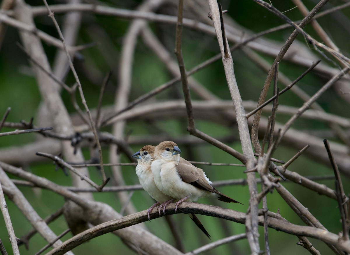 Indian Silverbill - ML360754231