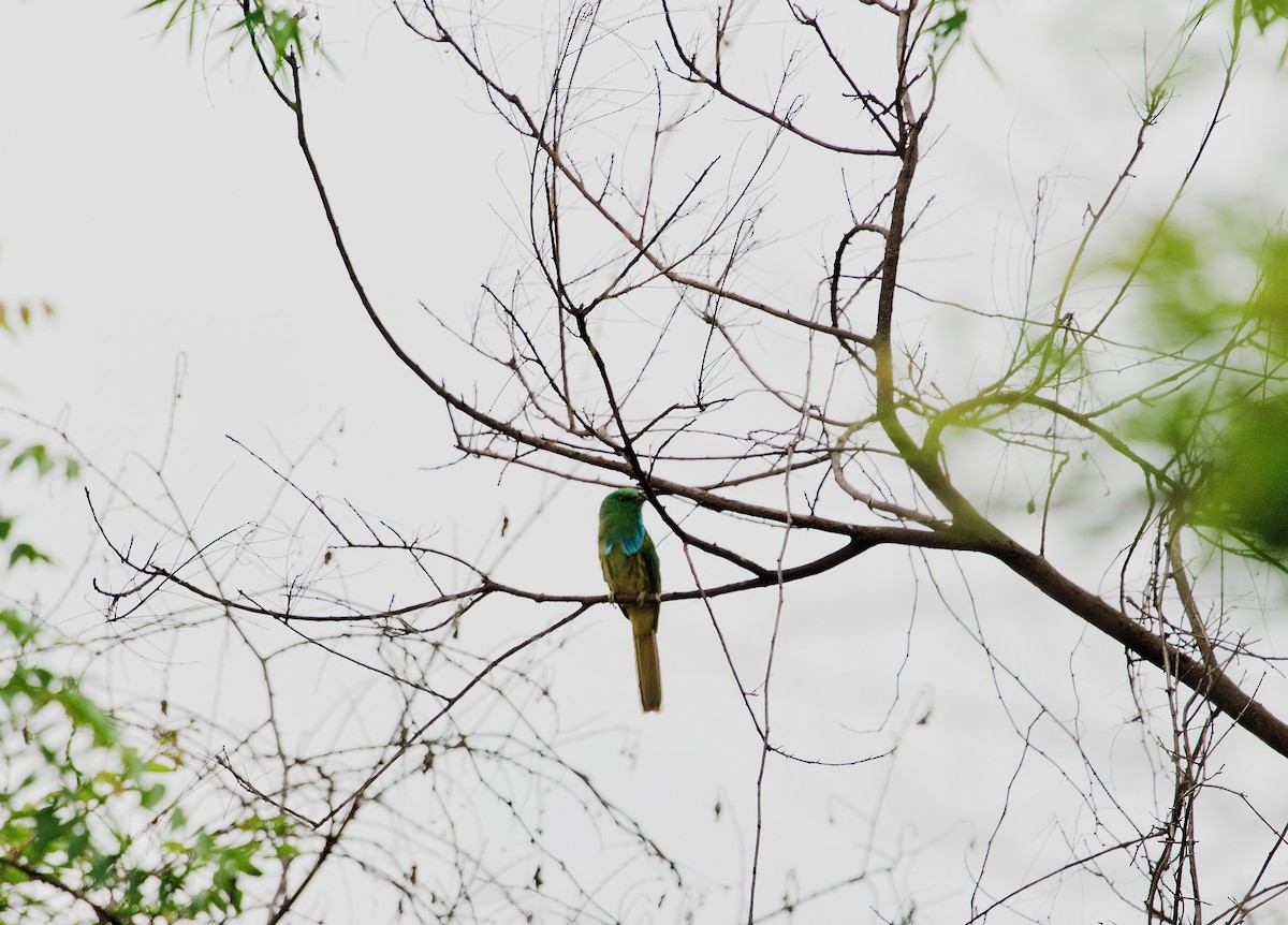 Blue-bearded Bee-eater - ML360754441