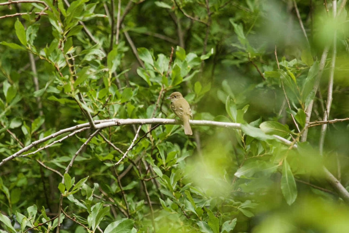 Alder Flycatcher - ML360754451