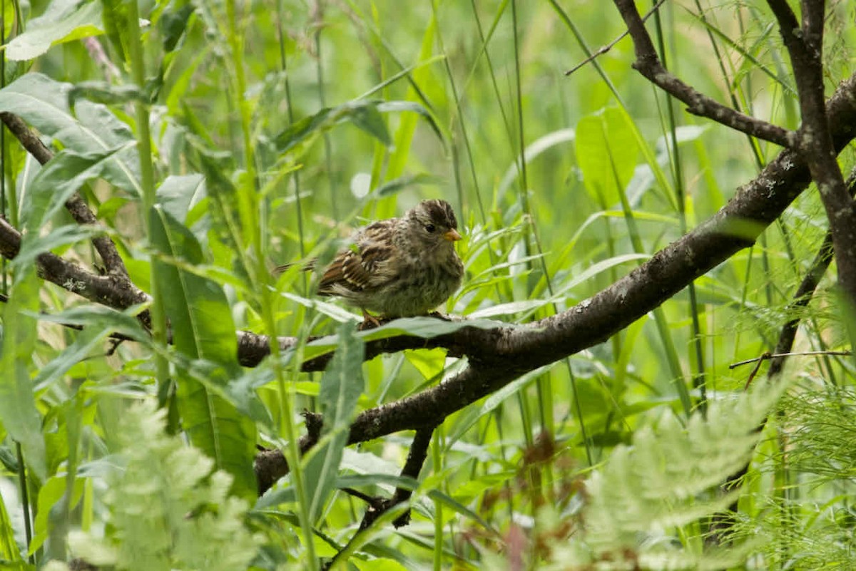 White-crowned Sparrow - Paul Petrus