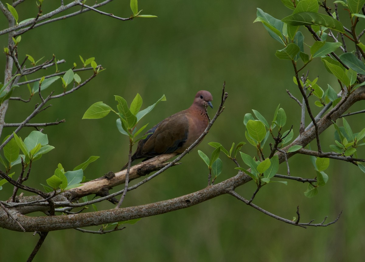 Өөдсөн хүүрзгэнэ - ML360755231