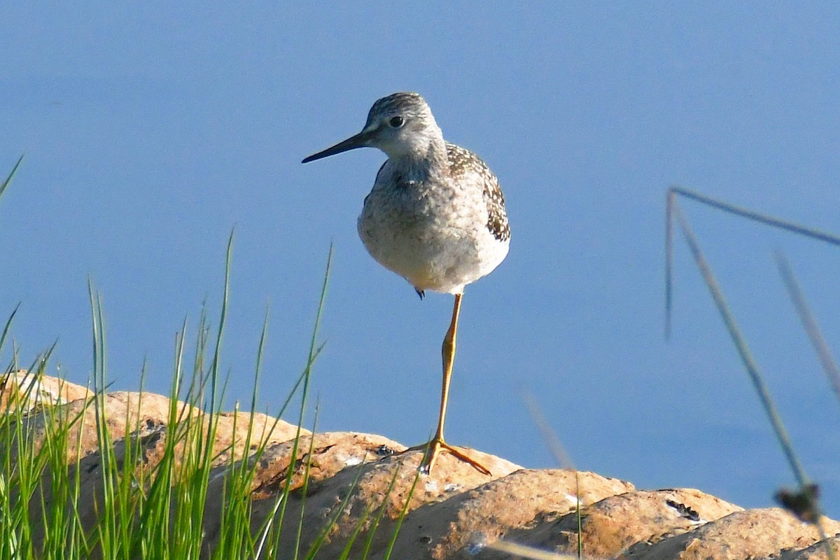 Lesser Yellowlegs - ML360755241