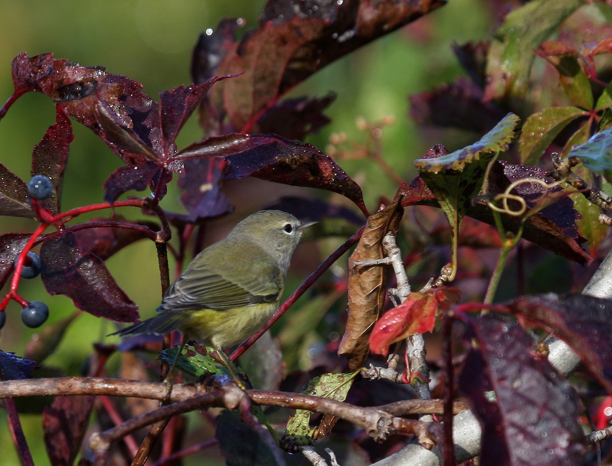 Orange-crowned Warbler - ML36075591