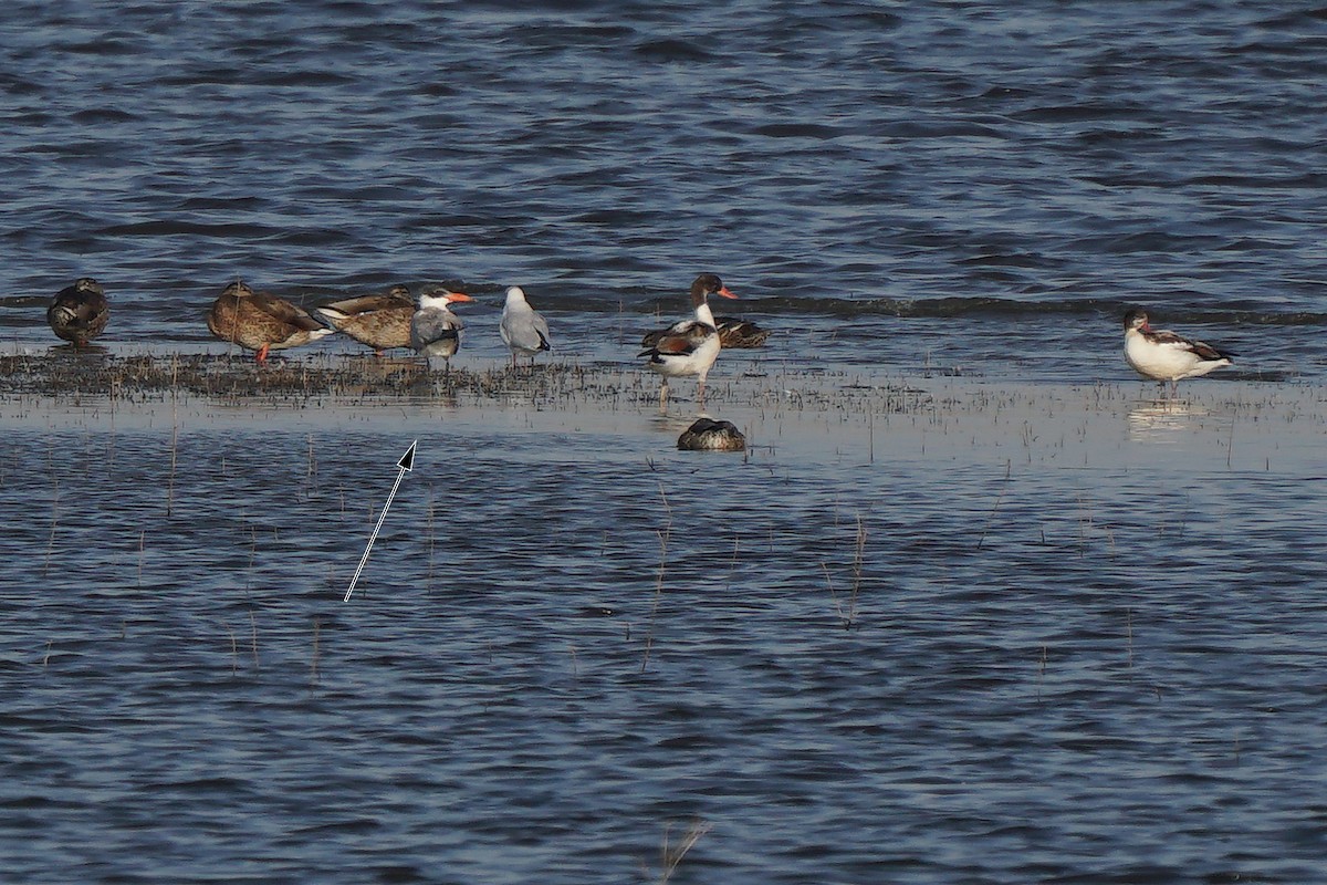 Caspian Tern - ML360755921