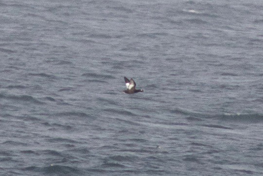 White-winged/Stejneger's Scoter - ML36075691