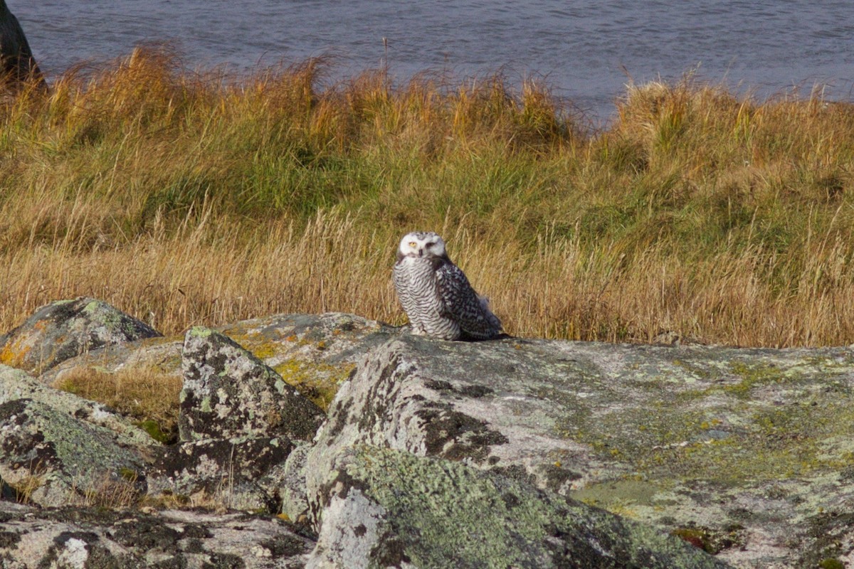 Snowy Owl - Cory Gregory