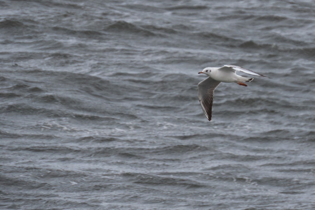 Mouette rieuse - ML360758151