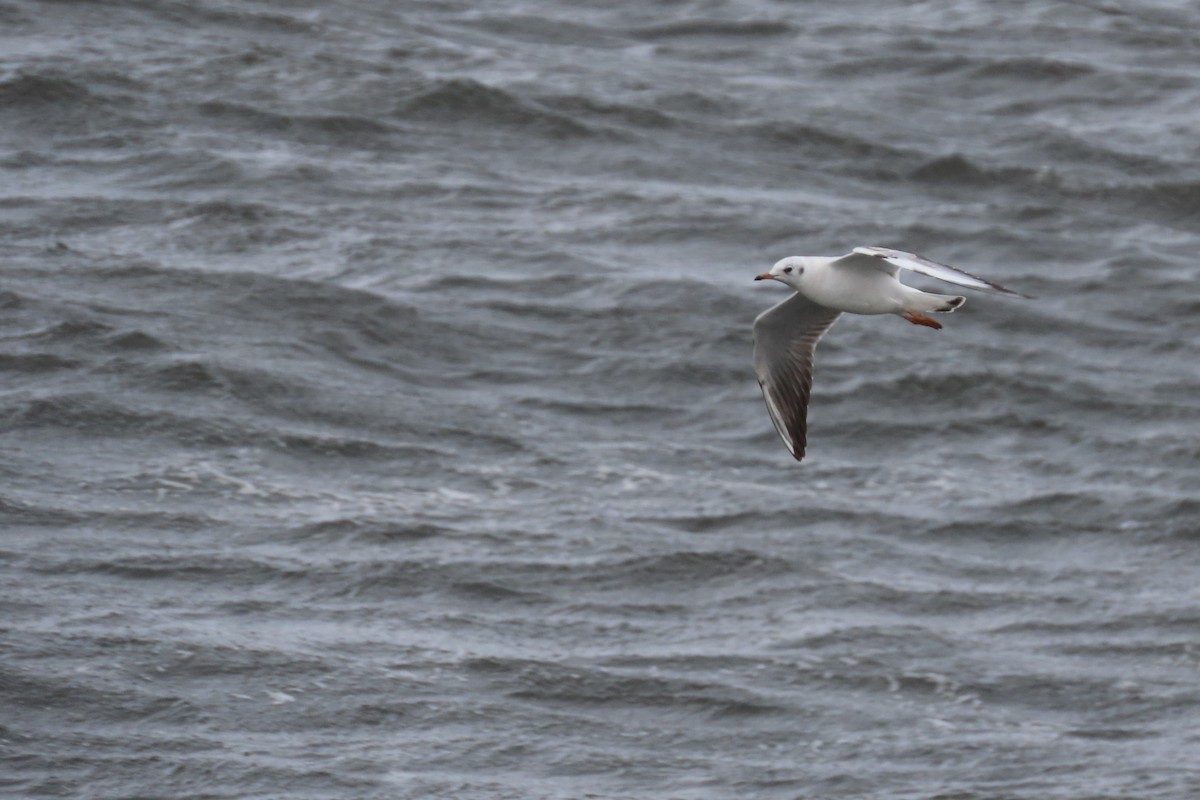 Black-headed Gull - ML360758151