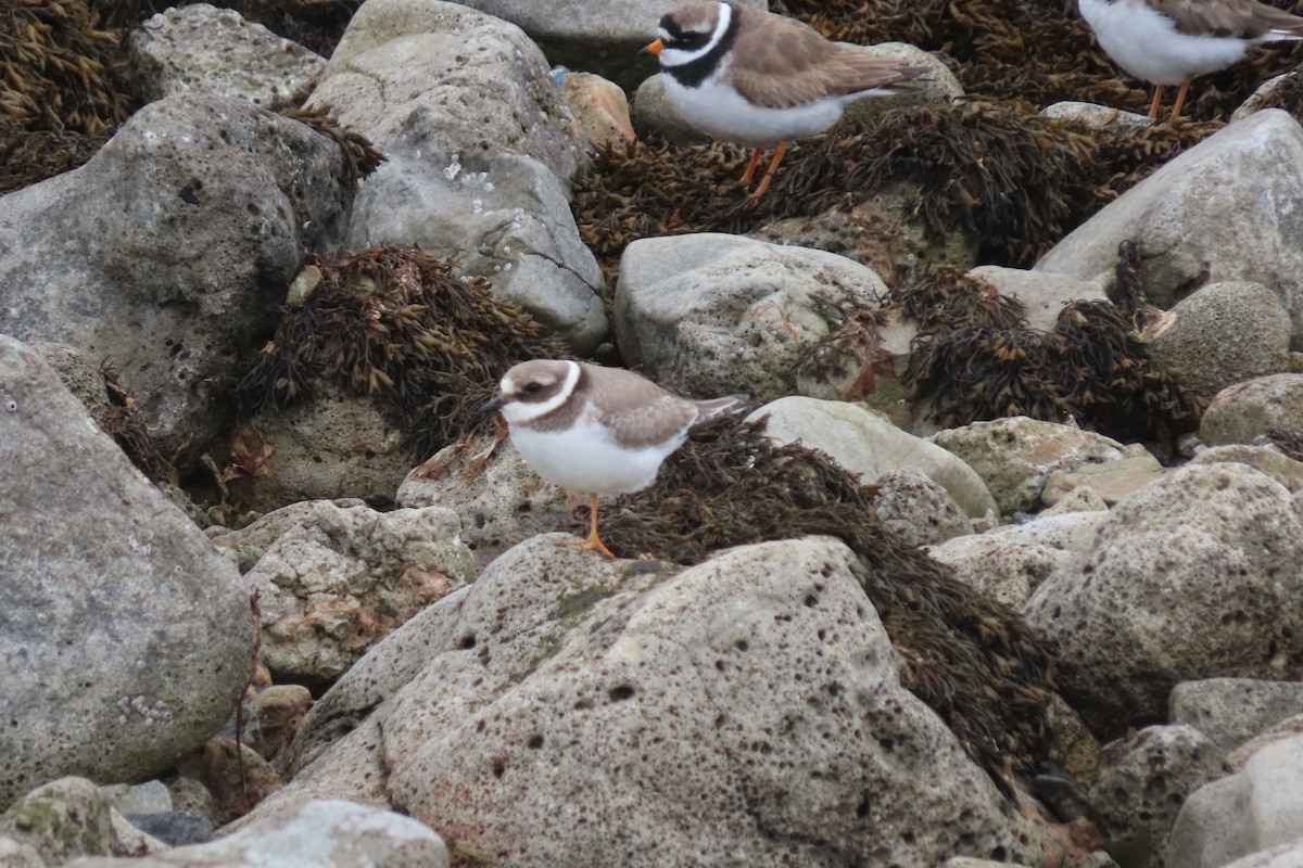 Common Ringed Plover - ML360758261