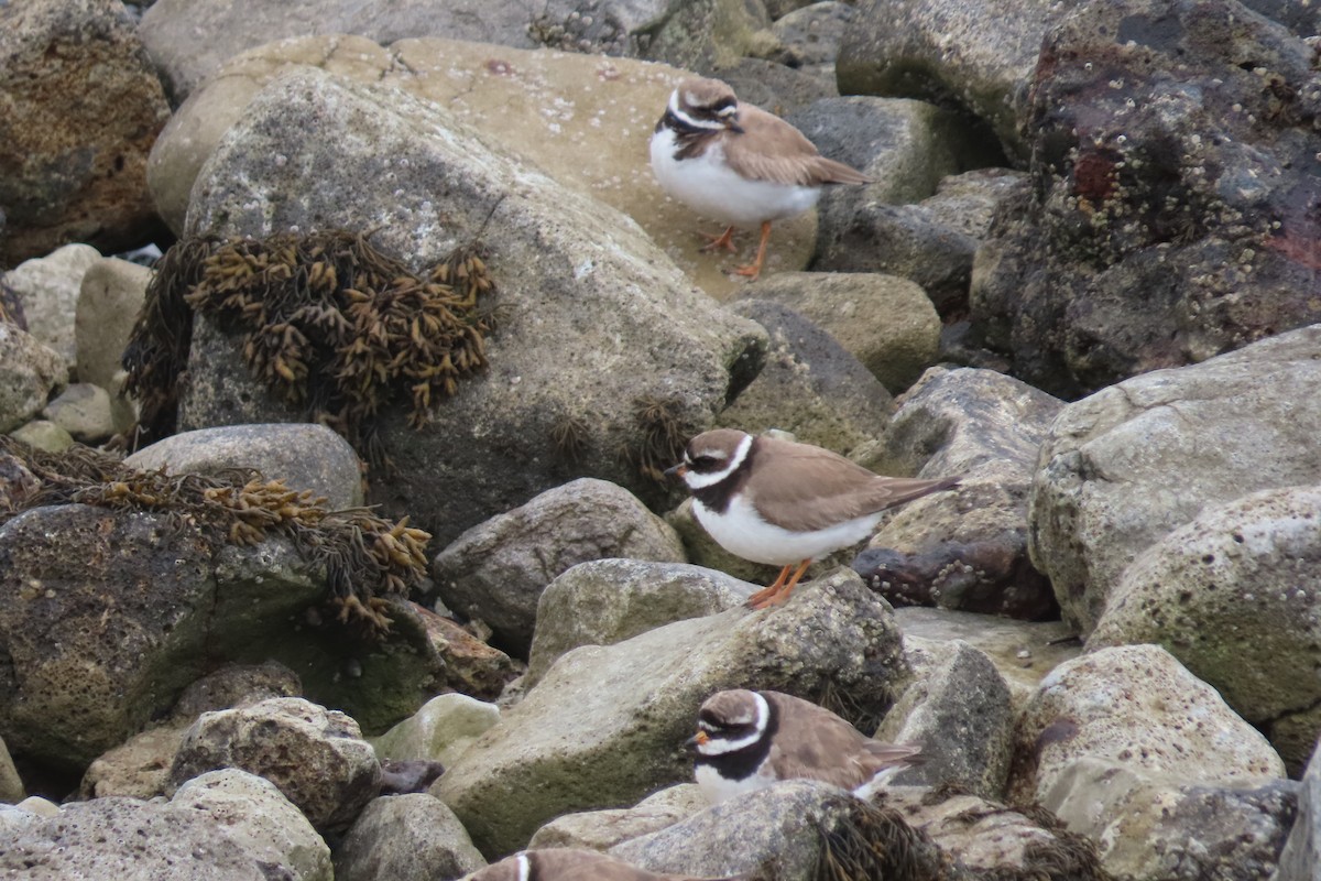 Common Ringed Plover - stuart varney