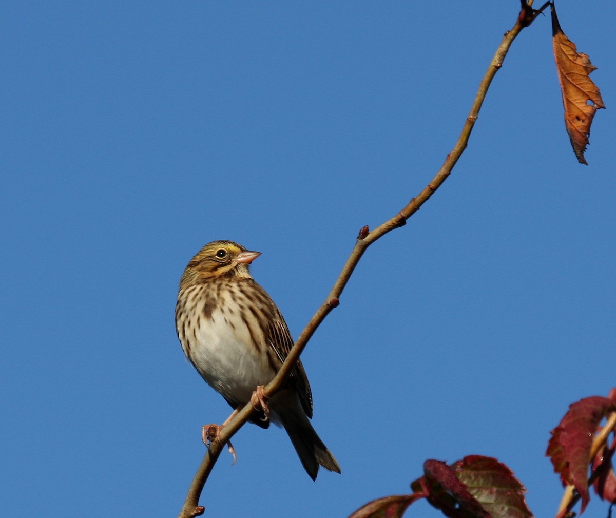 Savannah Sparrow - Yves Dugré