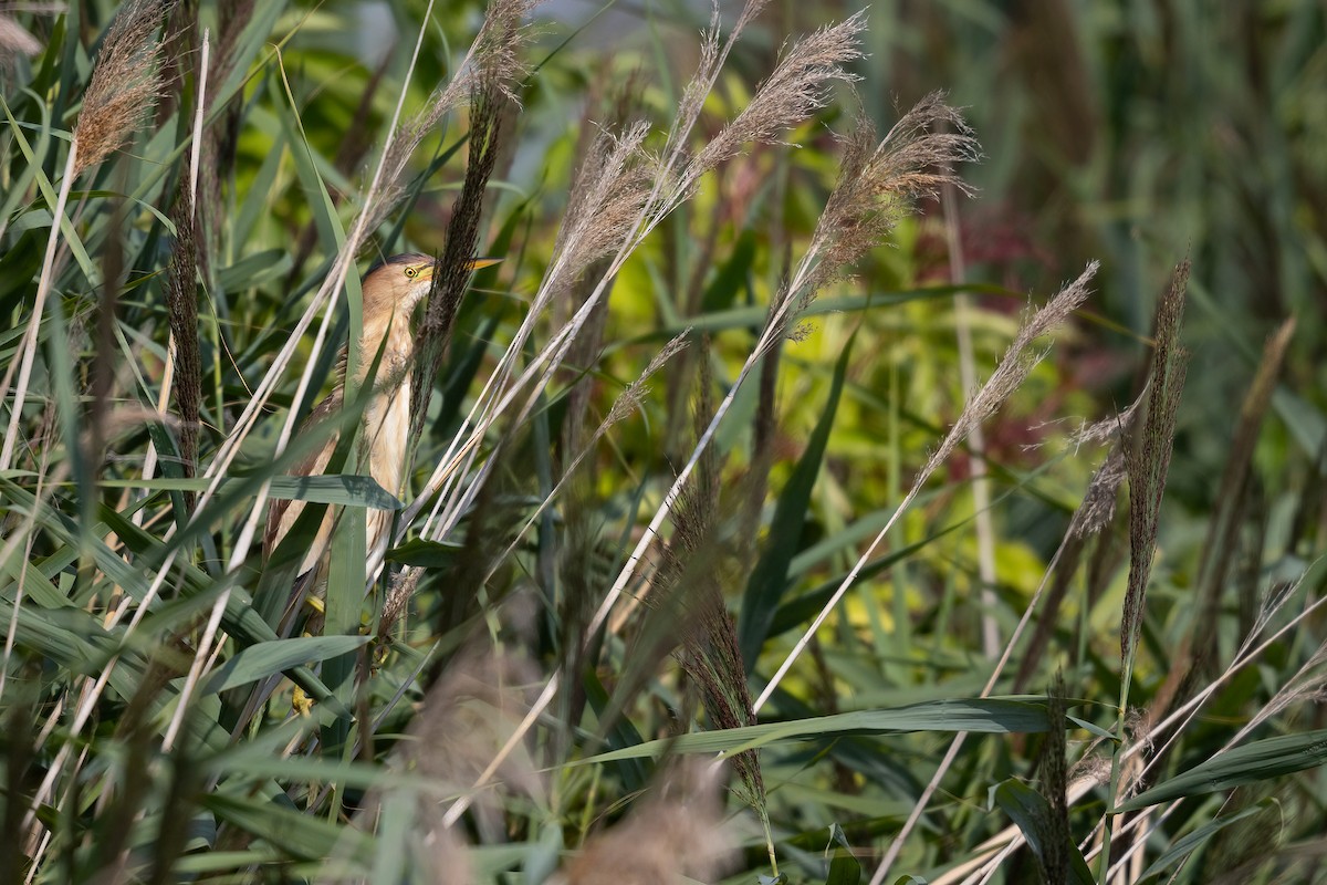 Little Bittern - ML360759061