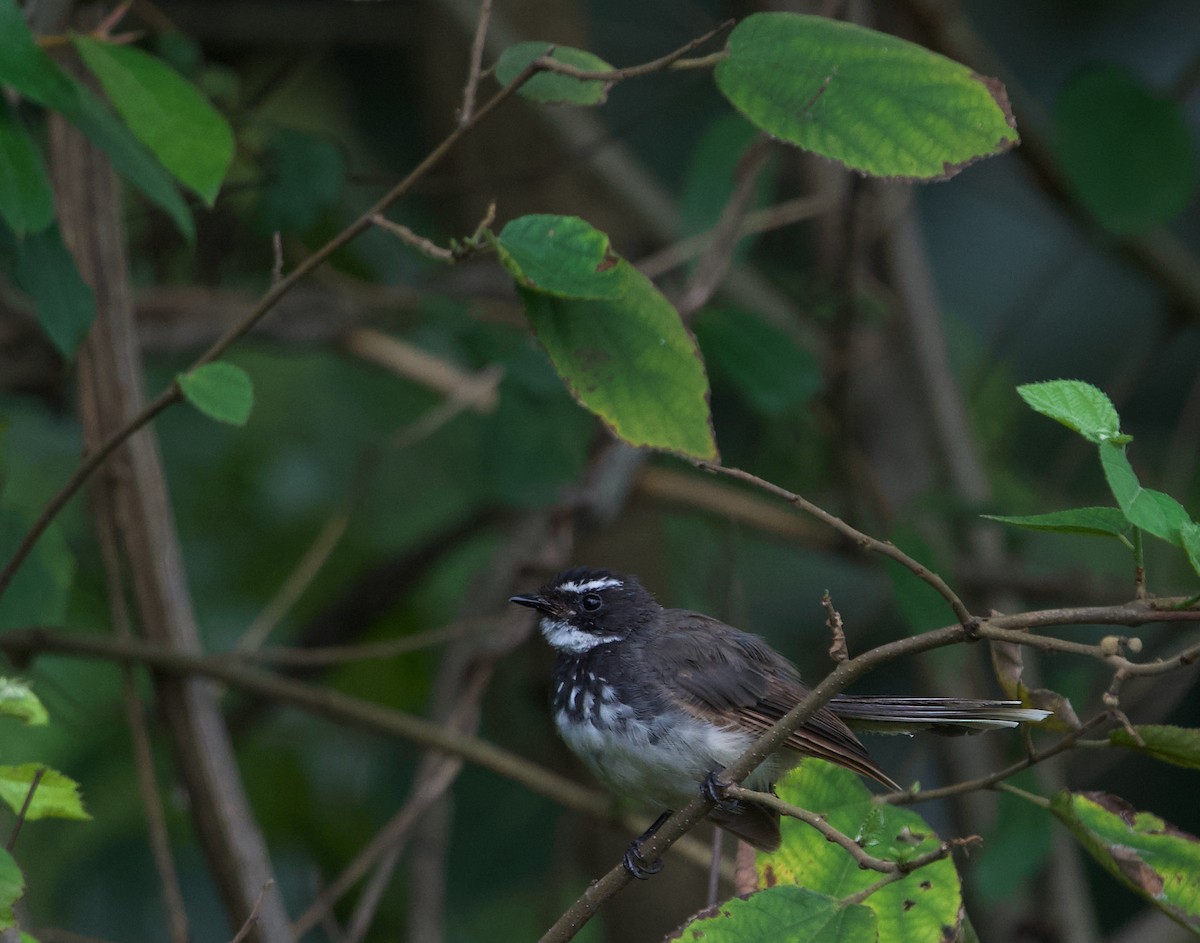 Spot-breasted Fantail - ML360759081