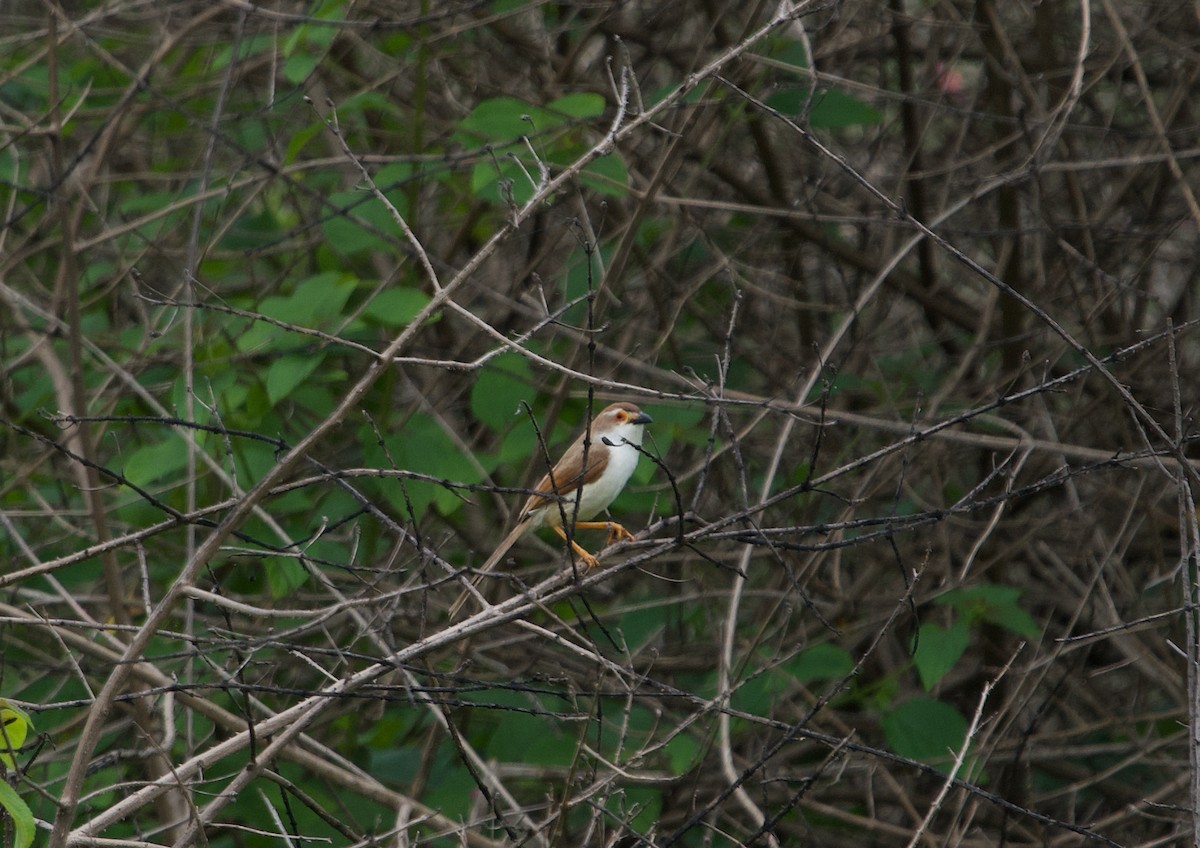 Yellow-eyed Babbler - ML360759521