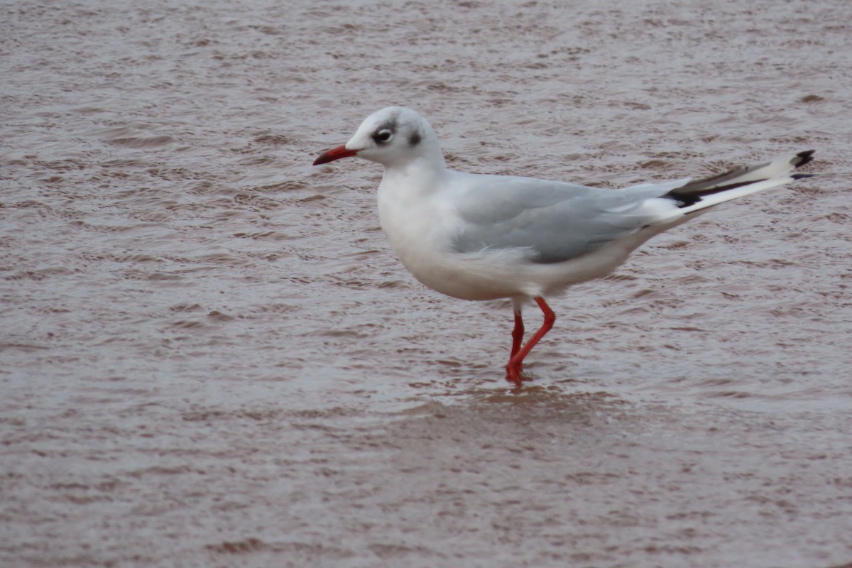 Black-headed Gull - ML360760221