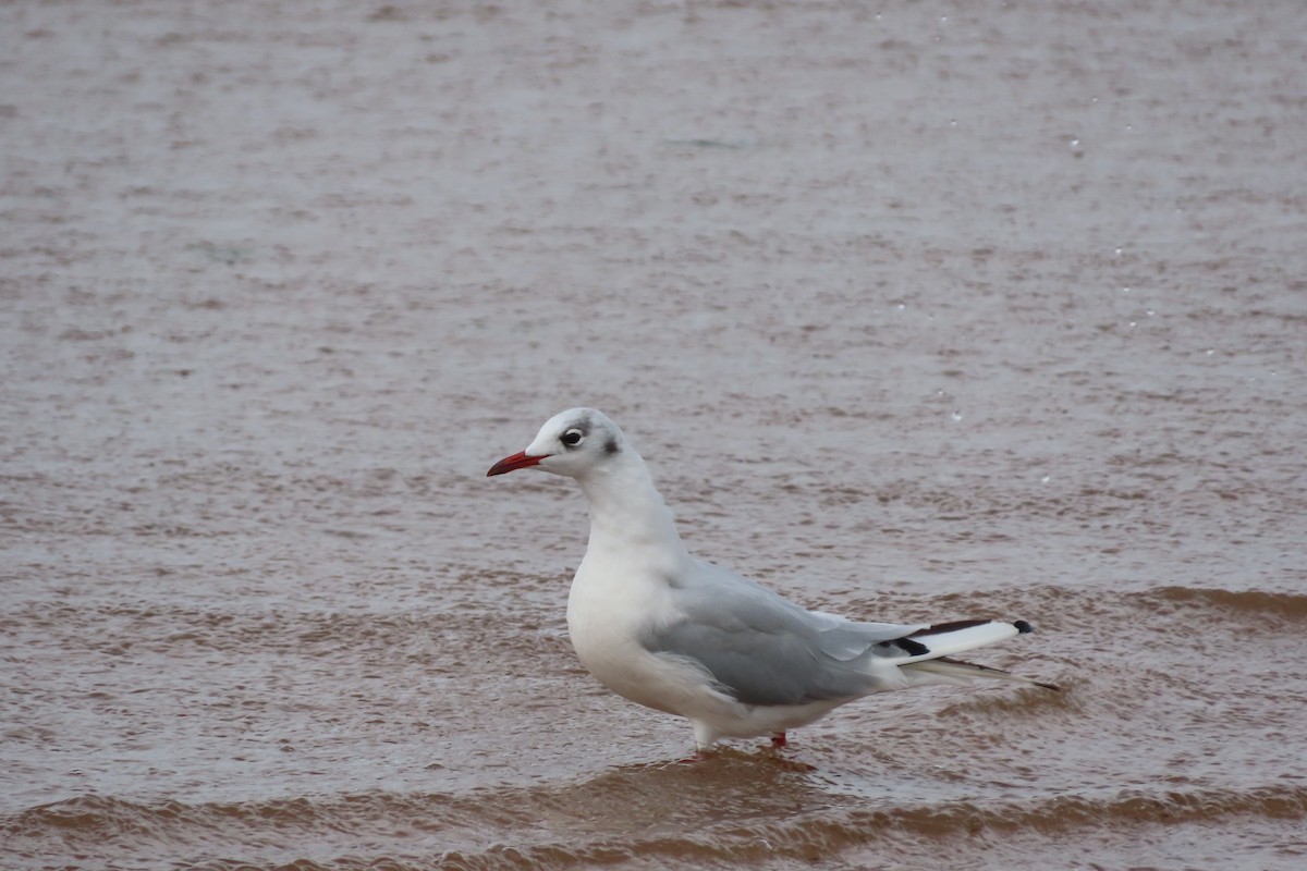 Mouette rieuse - ML360760231