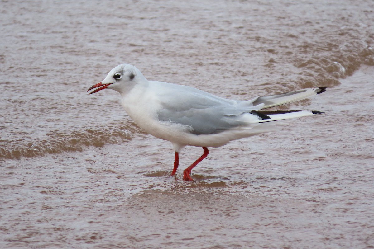 Black-headed Gull - ML360760281