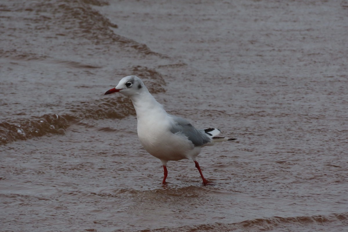 Black-headed Gull - ML360760361