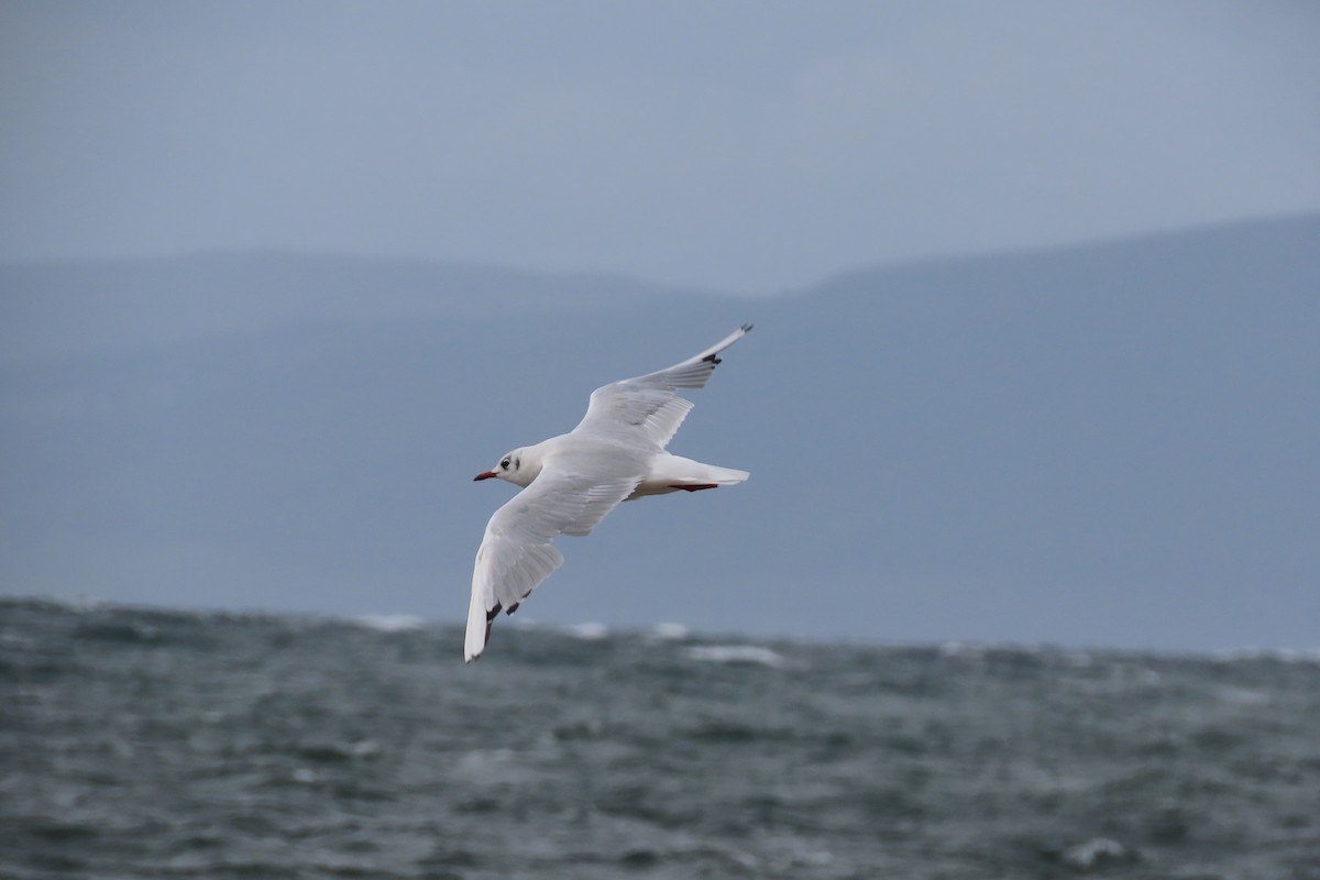 Black-headed Gull - ML360760471