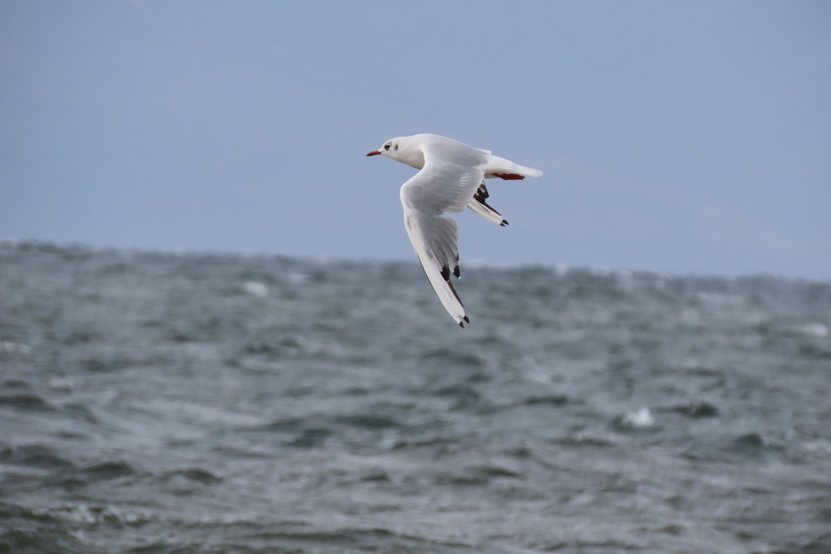Mouette rieuse - ML360760491