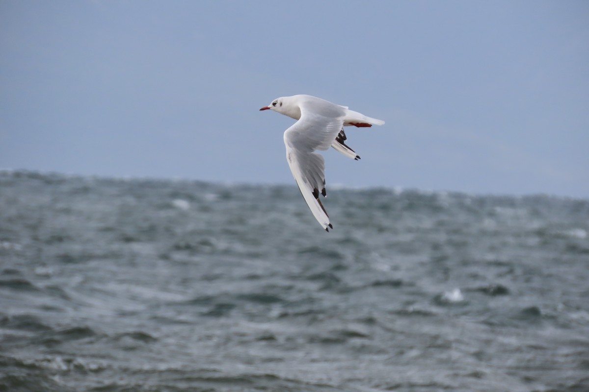 Black-headed Gull - ML360760491