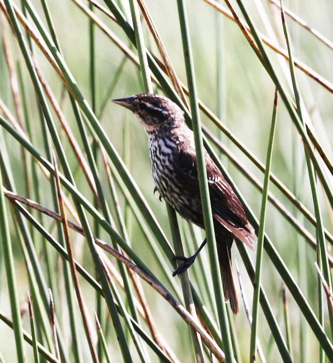 Red-winged Blackbird - ML360762261