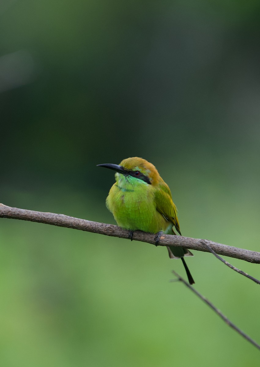 Asian Green Bee-eater - ML360764041