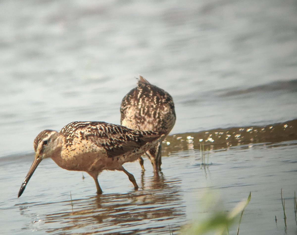 Short-billed Dowitcher - ML360764651