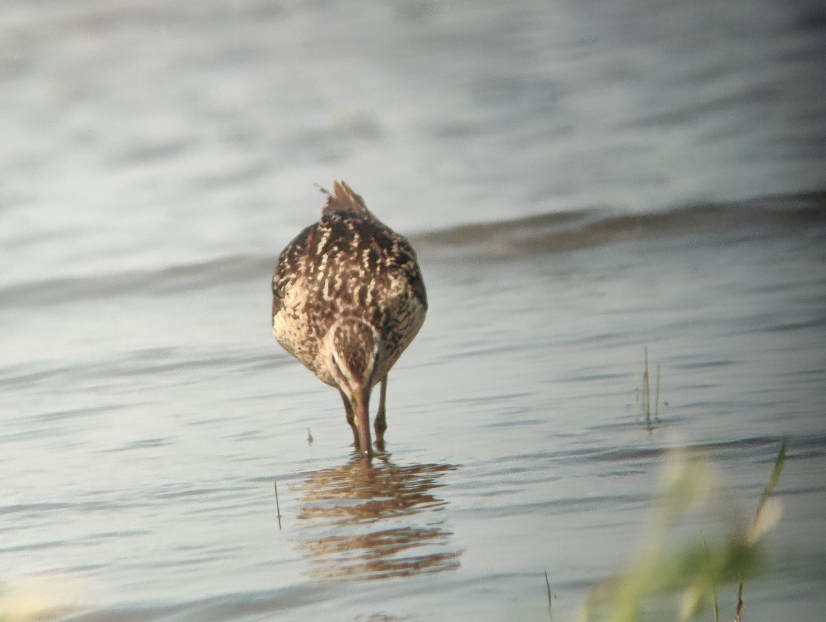 Short-billed Dowitcher - Charlie Darmstadt