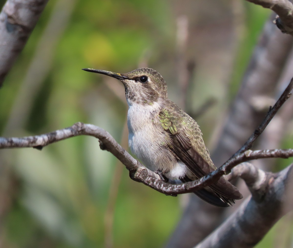 Costa's Hummingbird - ML360765911