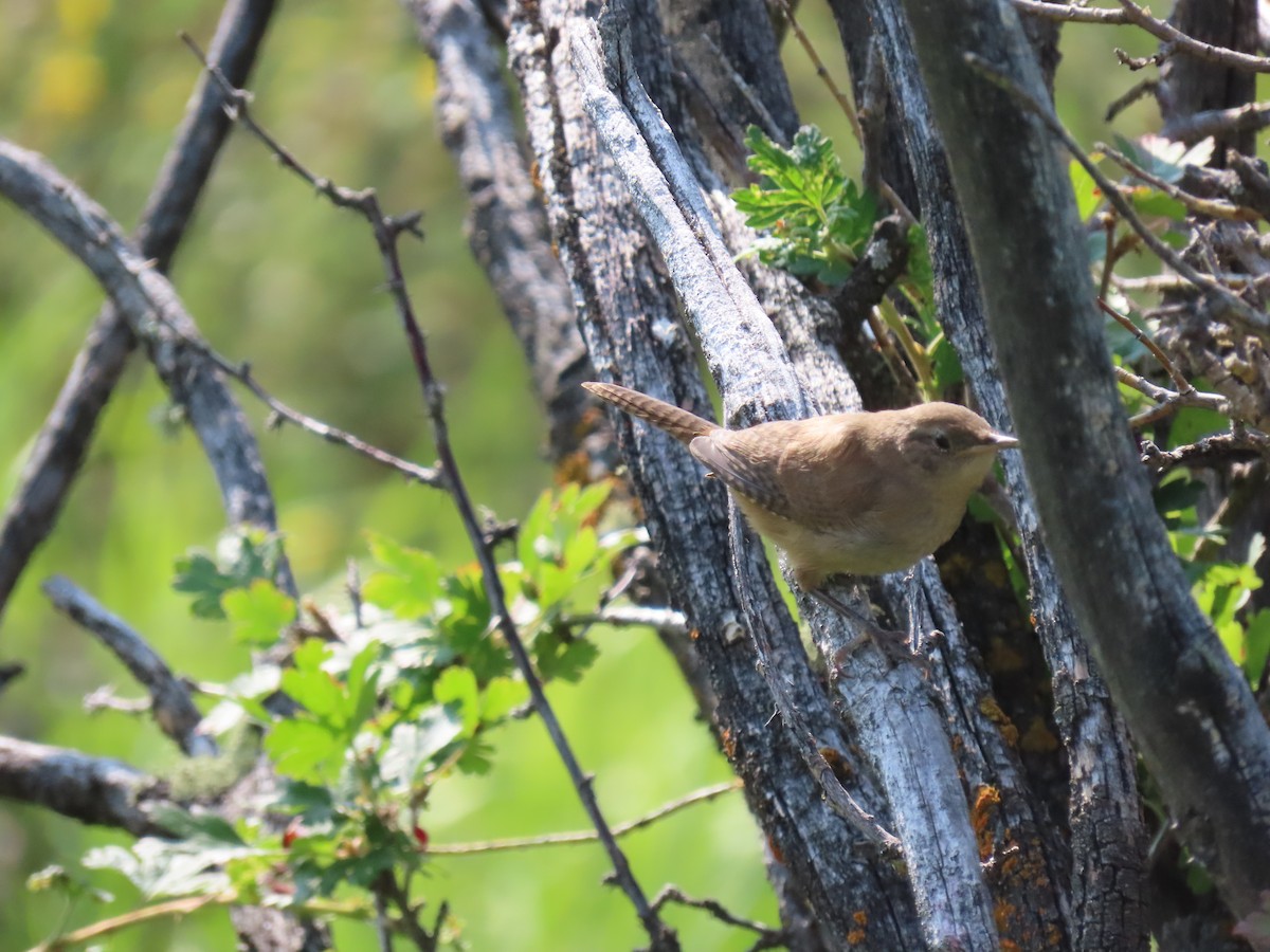 Northern House Wren - ML360767391