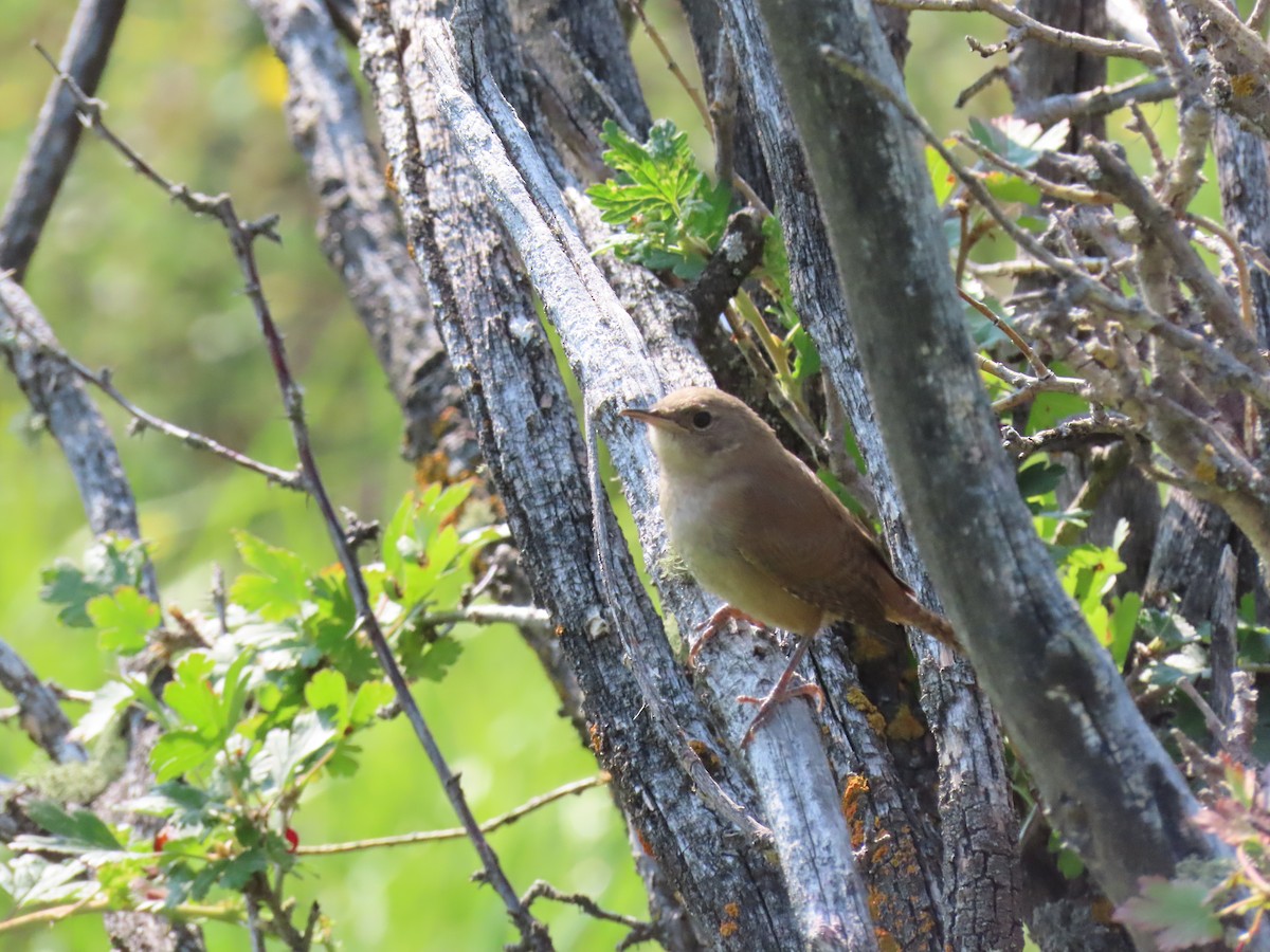 Northern House Wren - ML360767411