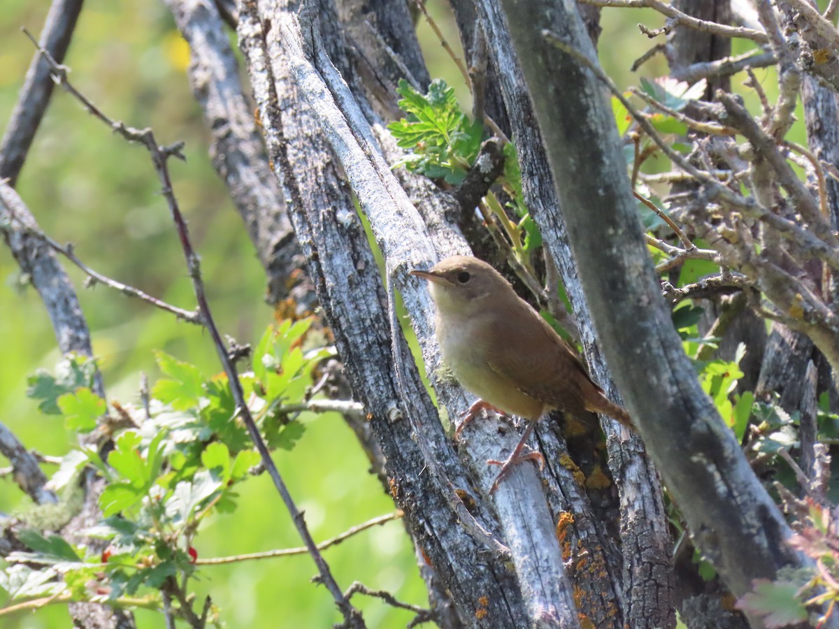 House Wren - ML360767411