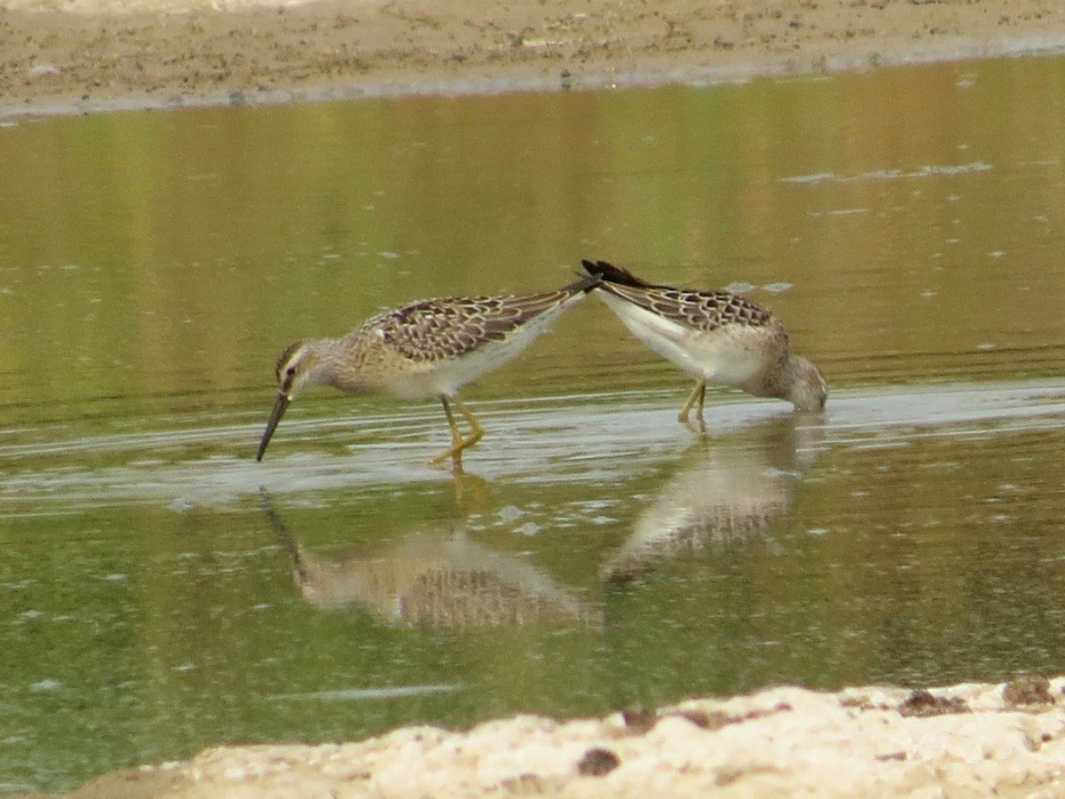 Bindenstrandläufer - ML360767731