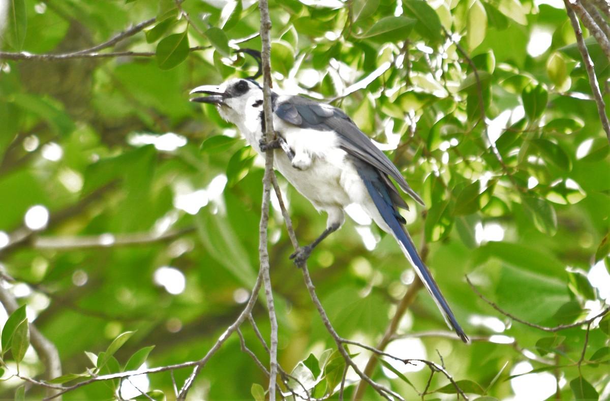 White-throated Magpie-Jay - Roger Stone