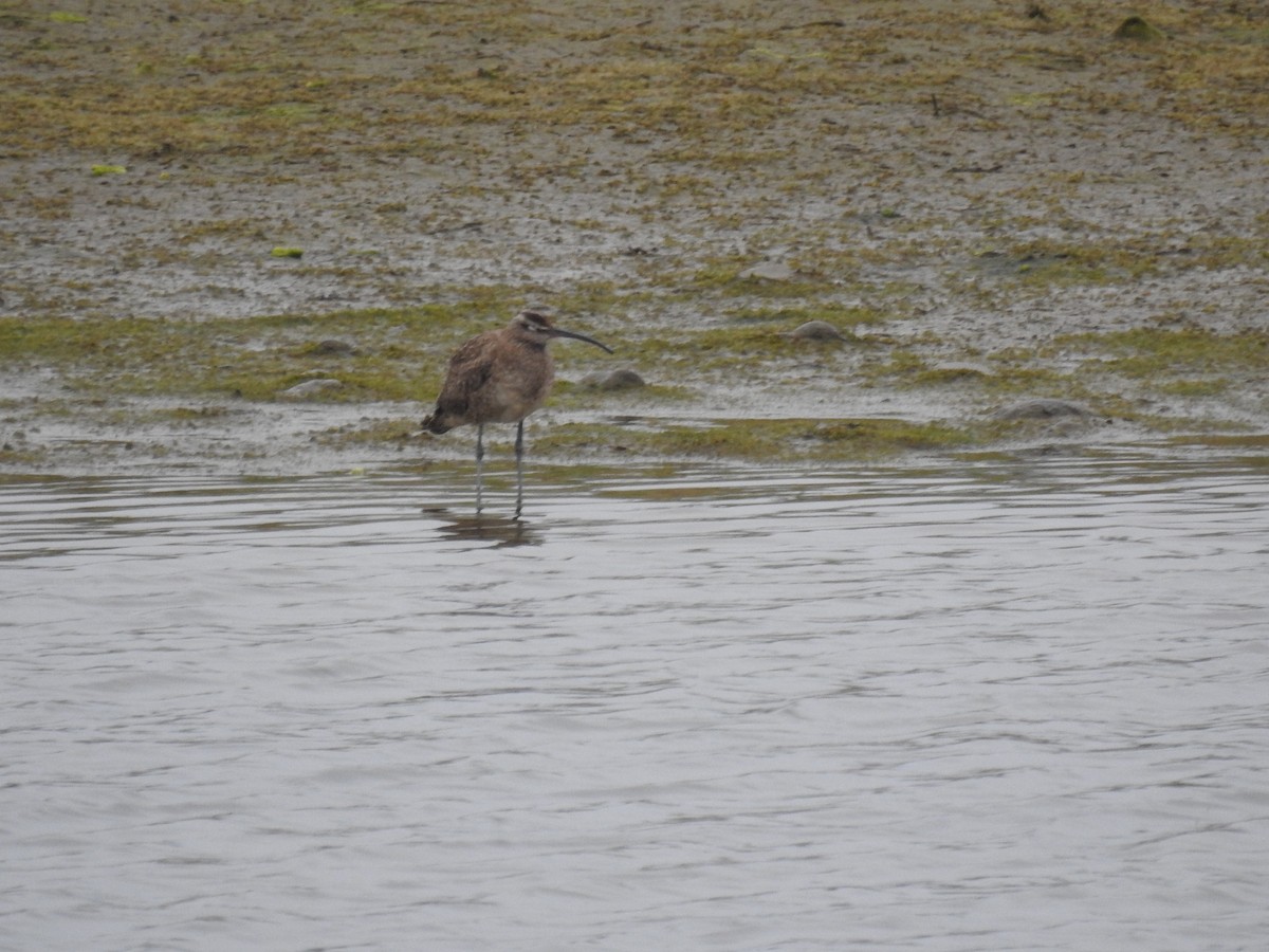 Whimbrel (Hudsonian) - ML360768451