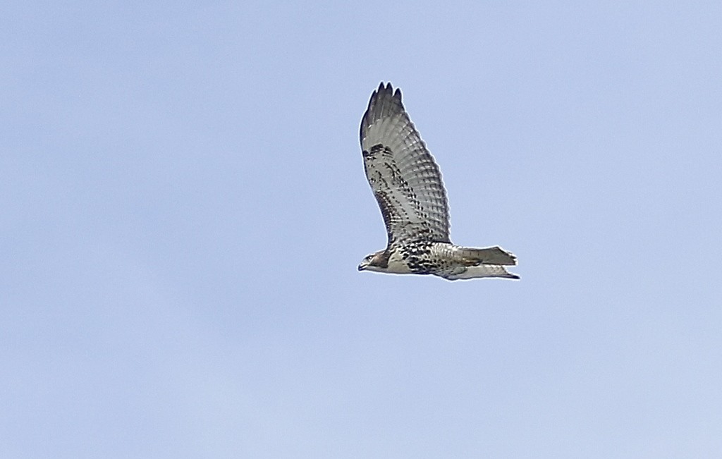 Red-tailed Hawk - ML360769271