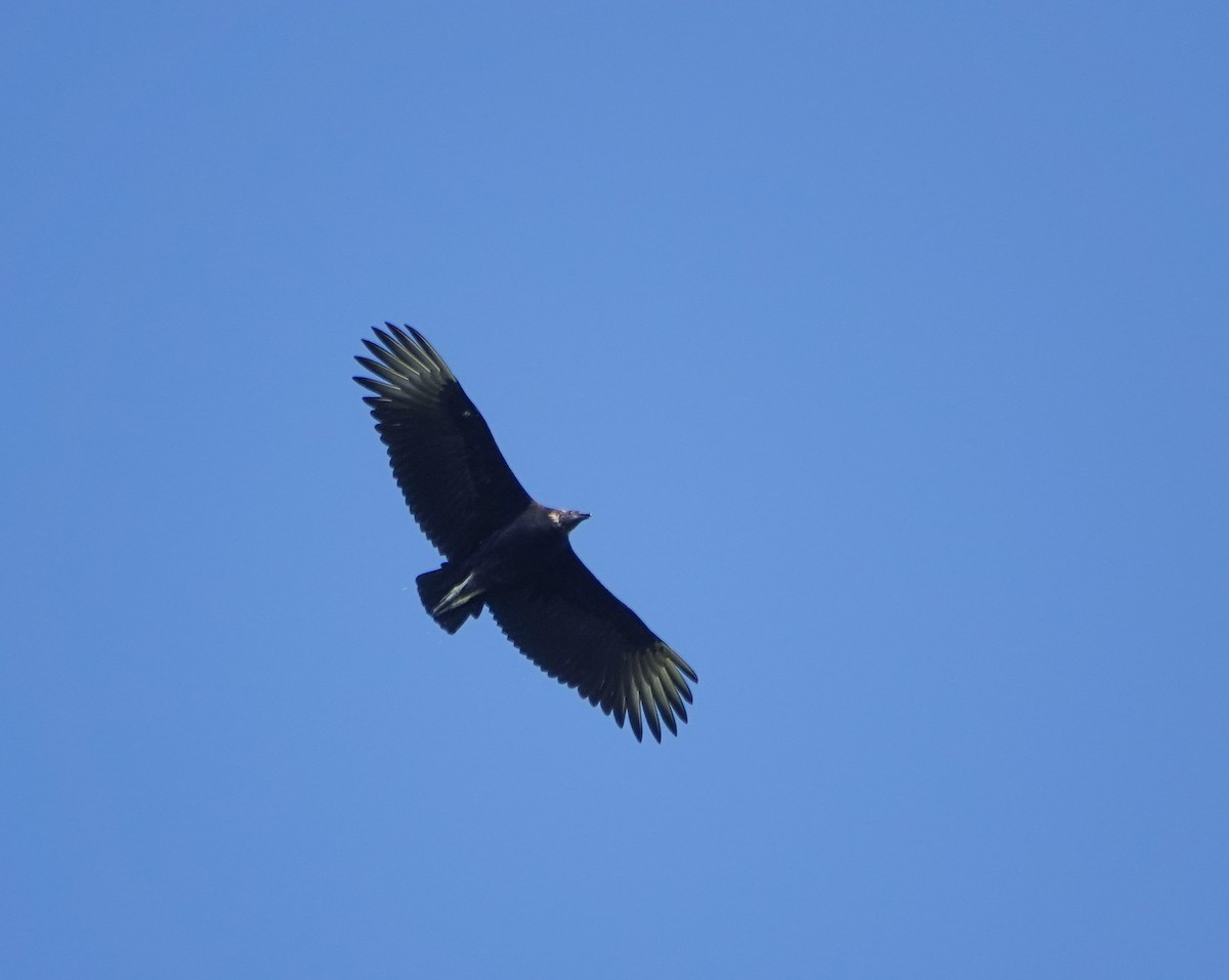 Black Vulture - ML360769631