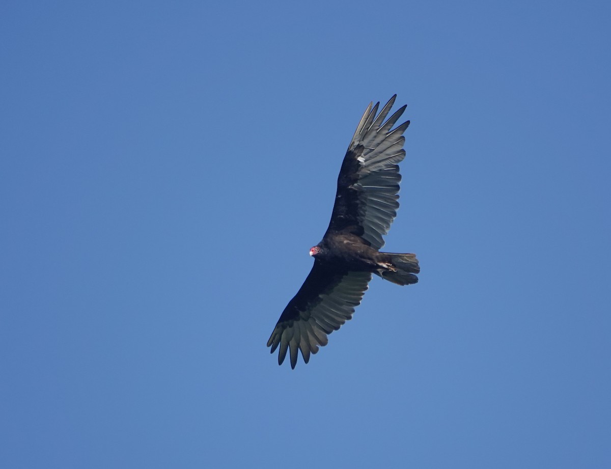 Turkey Vulture - ML360769651