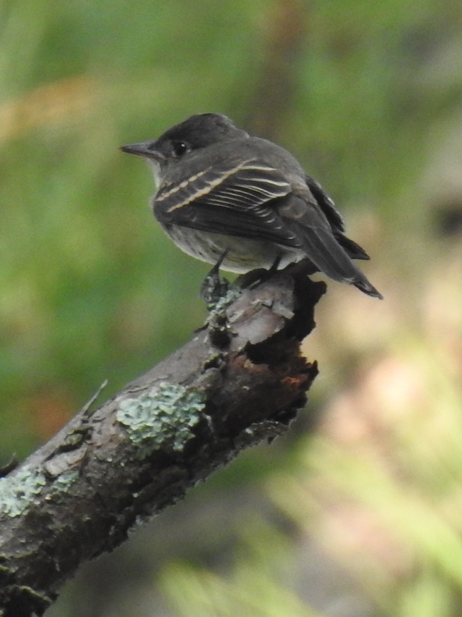 Acadian Flycatcher - ML360769761