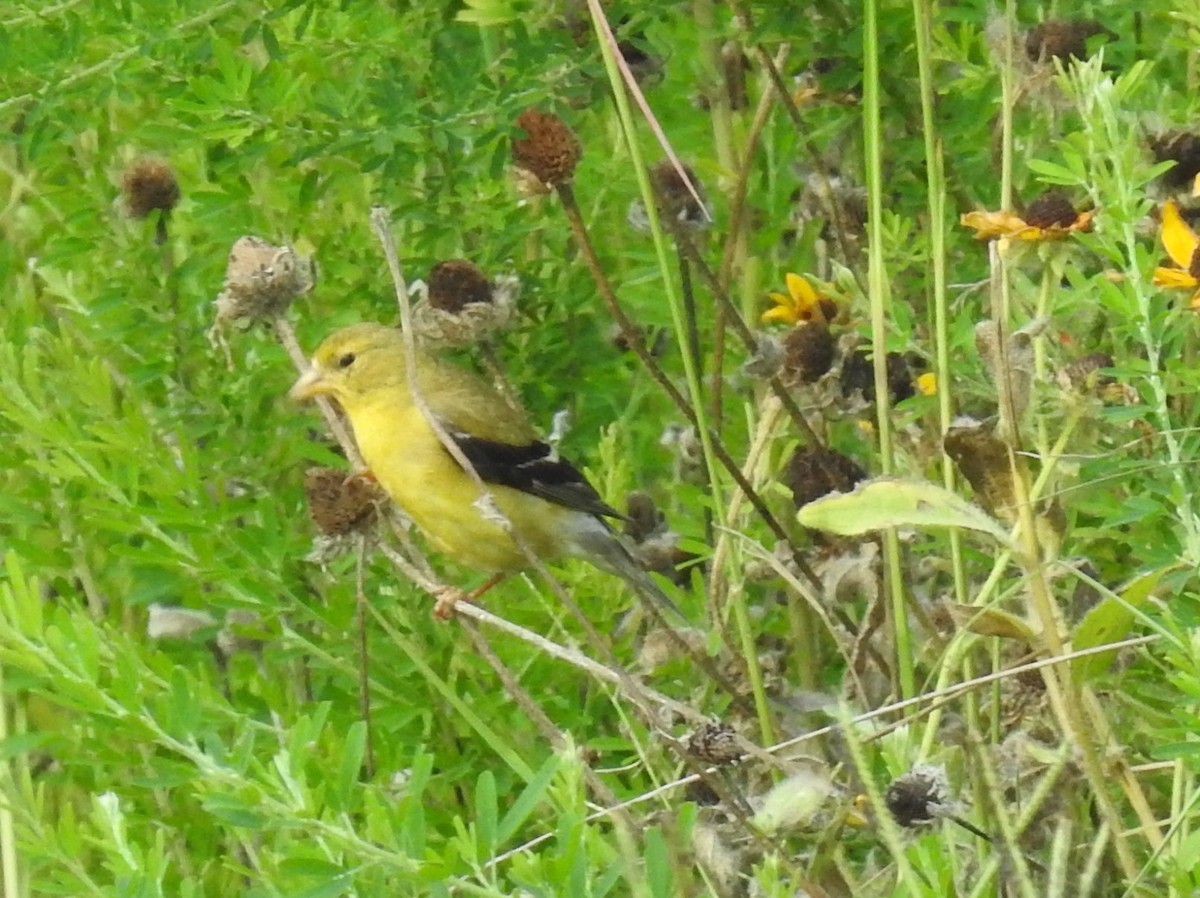 American Goldfinch - ML360769781