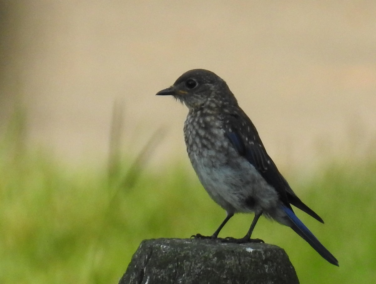 Eastern Bluebird - ML360769811