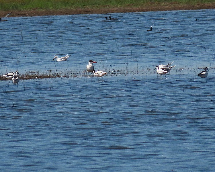 Caspian Tern - ML360769831