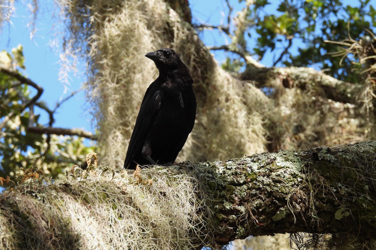 American Crow - ML360770411