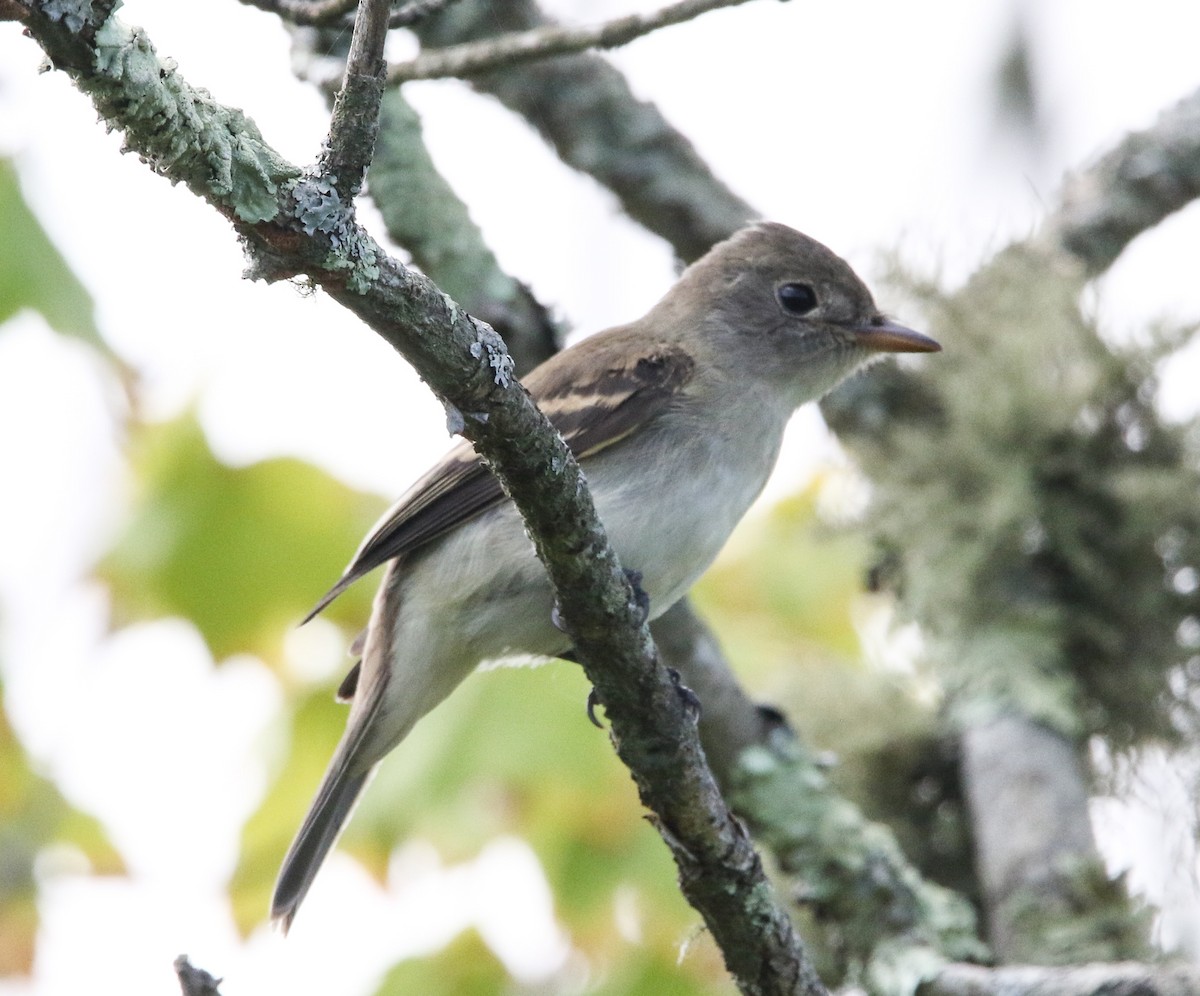 Willow Flycatcher - ML360773601