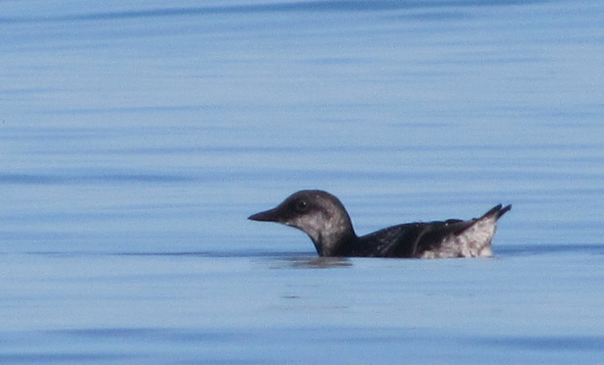 Pigeon Guillemot - ML360775131