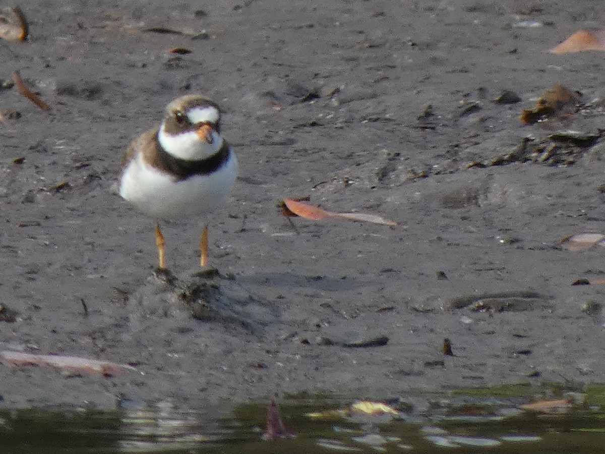 Semipalmated Plover - ML360776631