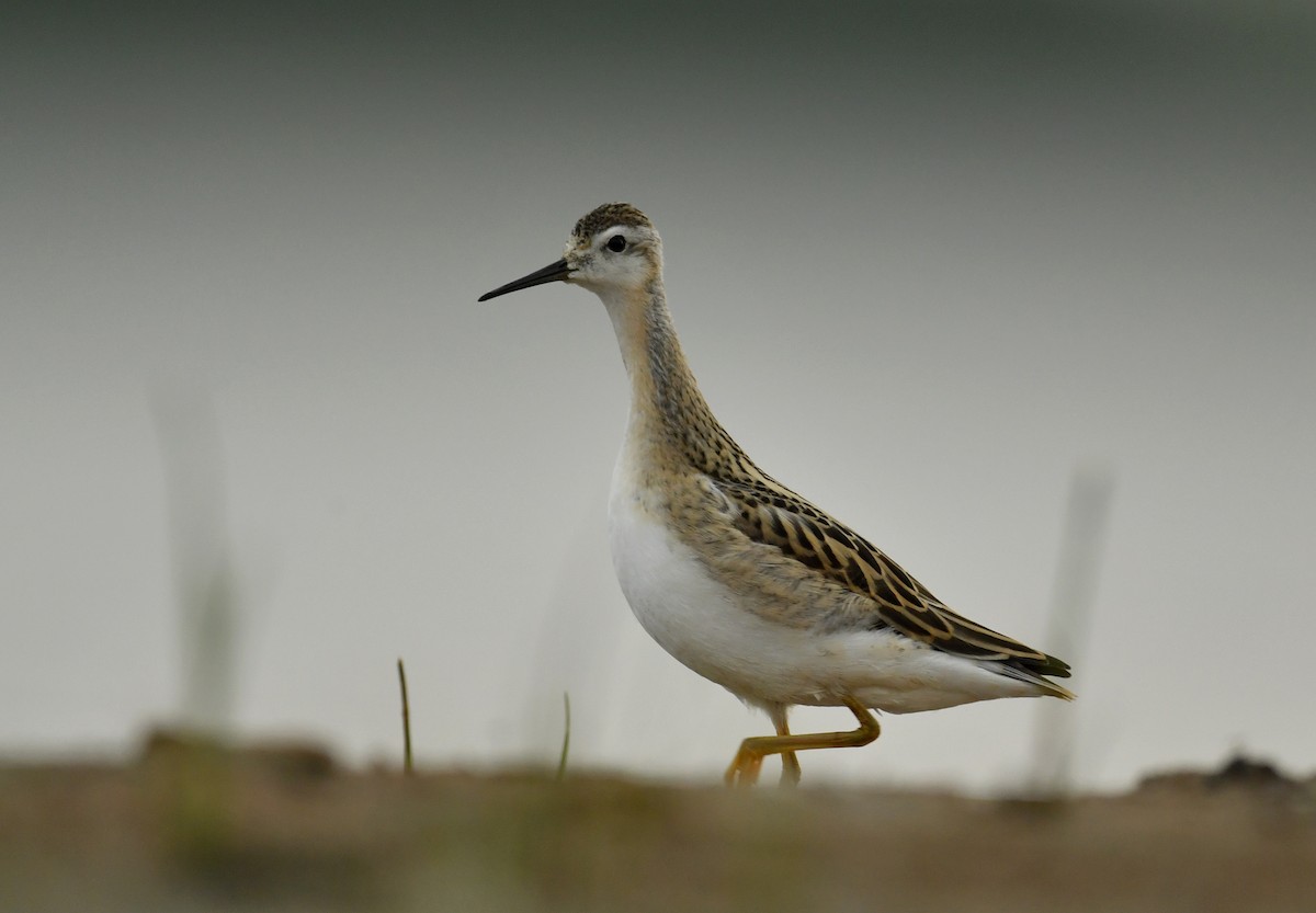 Wilson's Phalarope - ML360776891