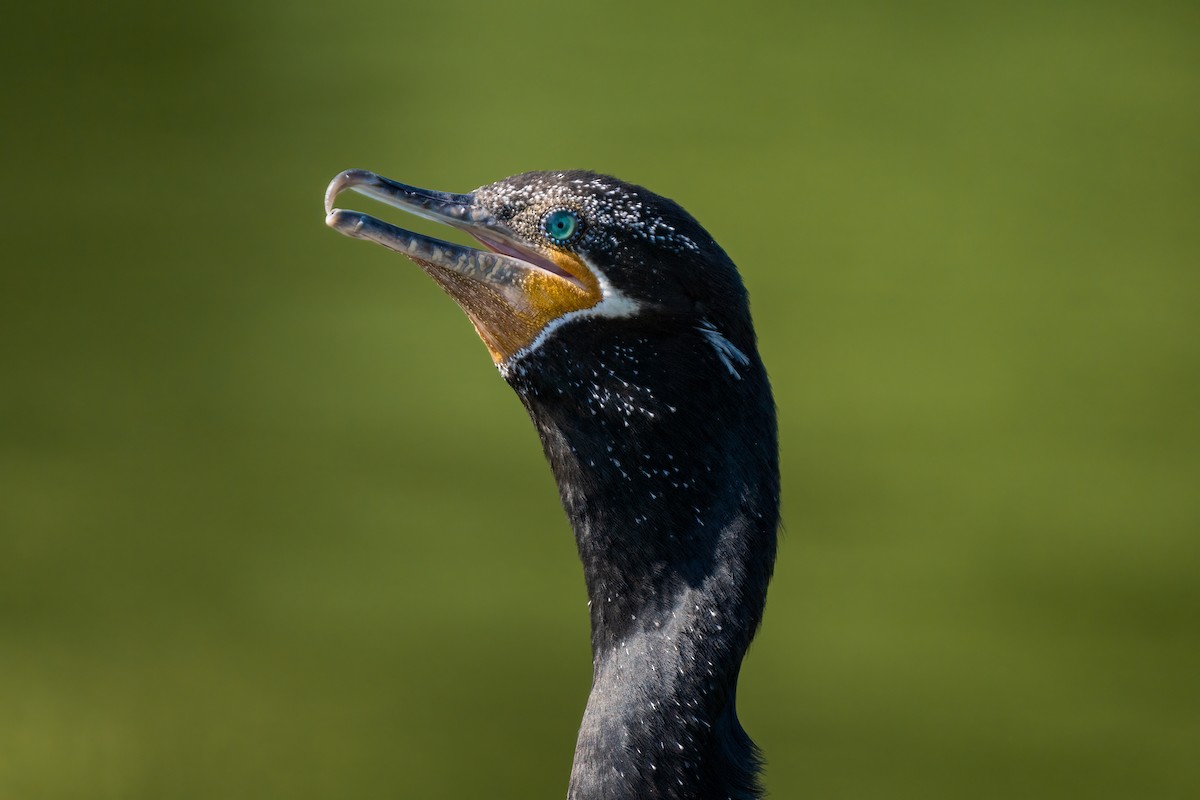 Neotropic Cormorant - ML360777681